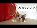 【猫の寒さ対策】暖房で咽び泣く猫に、可愛いリンゴのベッドとペットヒーターを導入しました