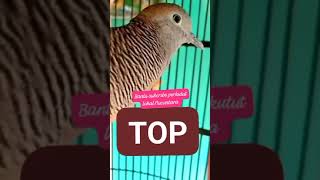 Suara burung perkutut lokal gacor alam liar -pandai memancing bunyi