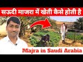 ✅सऊदी में खेती कैसे होती है | Saudi Arabia Majra ka Kam Kaise hota hai | Saudi Majra Vlog |