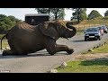 Слон который завалился на дороге, и не даёт проехать машинам!