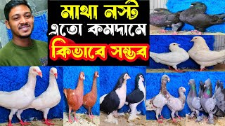 পানির চেয়ে কমদামে ডেনিশ,লাহোরী,কিং,বিউটি কবুতর কিনুন | বাকবাকুম পায়রা | Pigeon |