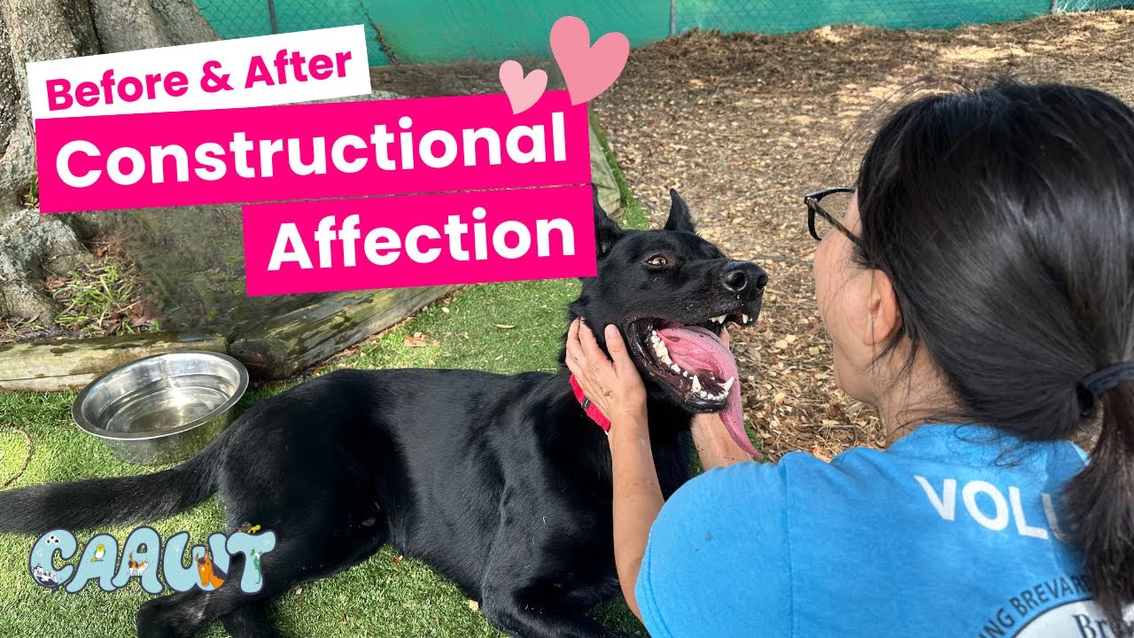 Before & After: Constructional Affection♡