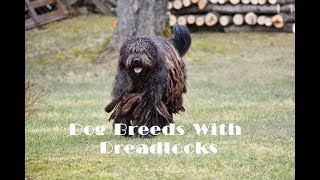 Dog Breeds With Dreadlocks
