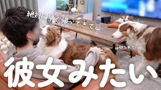 大好きなパパをお見送りする愛犬の甘え方が彼女みたいで可愛すぎた・・・♡ 【ボーダーコリー・オーストラリアンシェパード】