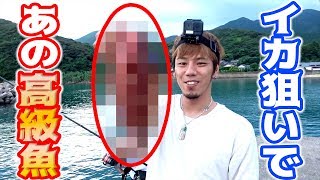 離島へ巨大イカリベンジ！...のはずが？？
