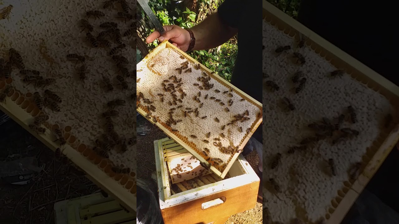 BİR KOVANDAN 100 KĞ BAL(BAHAR BALI)