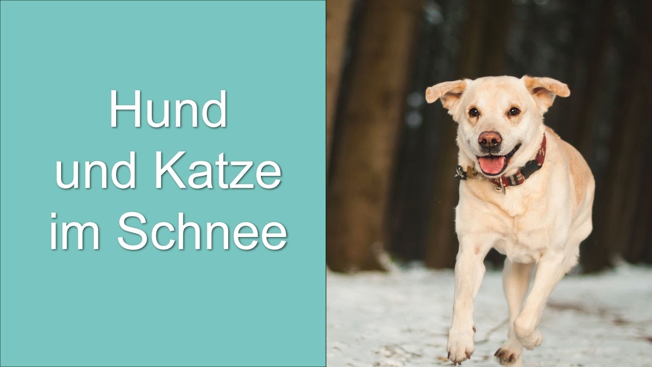 Hund Und Katze Im Schnee Youtube