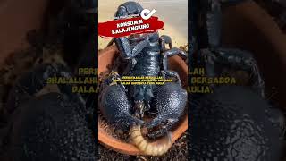 HUKUM KONSUMSI KALAJENGKING DALAM ISLAM @DoaIslamPopuler
