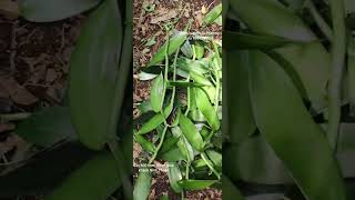Bán cây giống vani pháp vanilla madagascar Ninh Thuận