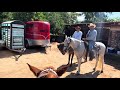Cómo transportar un caballo a una cabalgata!