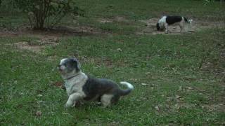 Crossroads Shih Tzu Rescue