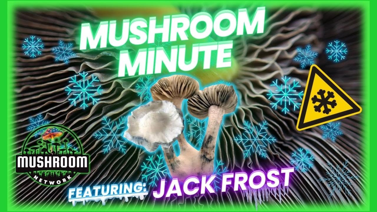 Jack Frost (PC-Strain) - The 🍄 Mushroom Network 