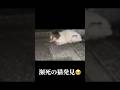 【緊急】顔が壊れた猫を保護した結果…まさかの結末が #ハンク