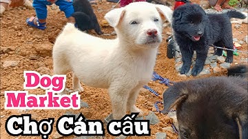 Bê Bê Núi | Cập nhật phiên chợ Cán cấu bán chó xù Bắc Hà và hmong cộc đẹp.