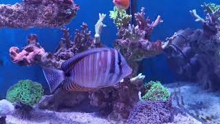 Zebrasoma Desjardini