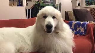 アランカメラを嫌がる greatpyrenees グレートピレニーズ