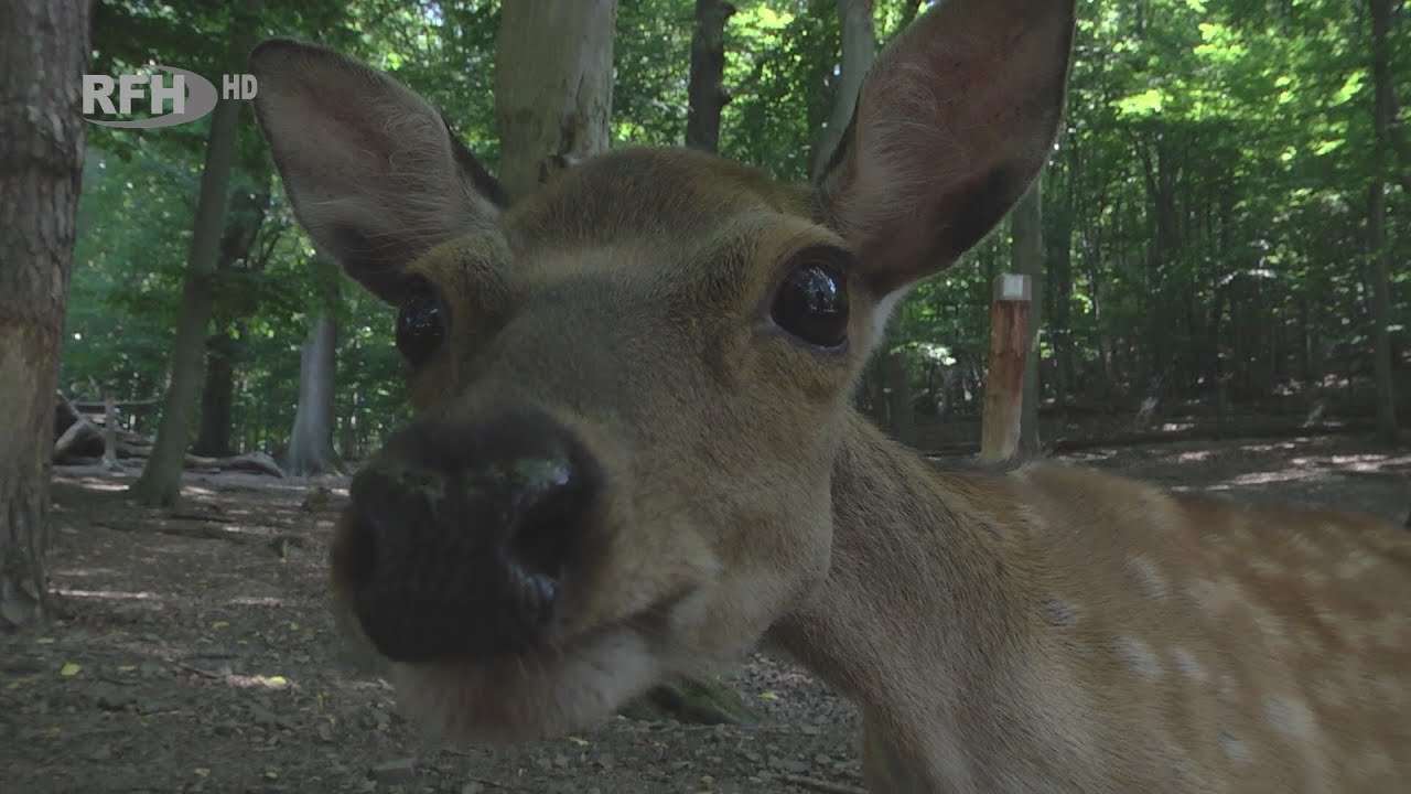 Zwischen Rotwild, Kaninchen und Co. - Was den Wildpark Christianental so besonders macht - RFH