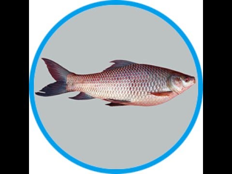 LABEO ROHITA FISH DOWNLOAD LABEO ROHITA FISH DOWNLOAD