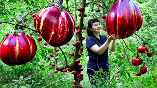 How to Harvest Red Eggplant, Goes To The Market Sell - Harvesting and Cooking | Tieu Vy Daily Life