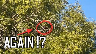 This Is Why Beginners Lose Drones