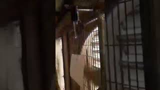 Alarm Kandang Close House  Sistem Eblek  Gak Ada Angin Alarm Bunyi