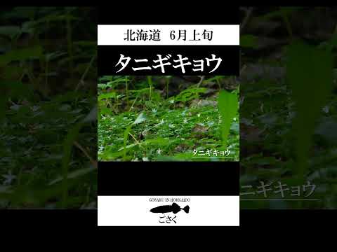 【北海道】タニギキョウ #shorts