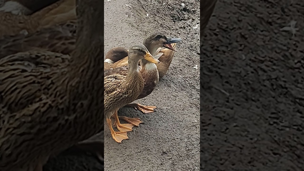 "Duck Shot 🦆🔥 | Duckagos Song Beat | Trending Duck Shorts India"funny short video