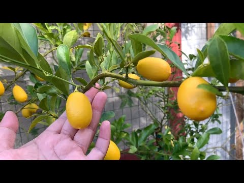 Video: Mikä on limequat - tietoa limequat-puun kasvattamisesta