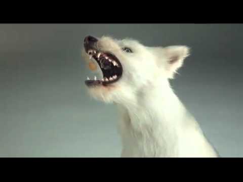 Pedigree - Catch