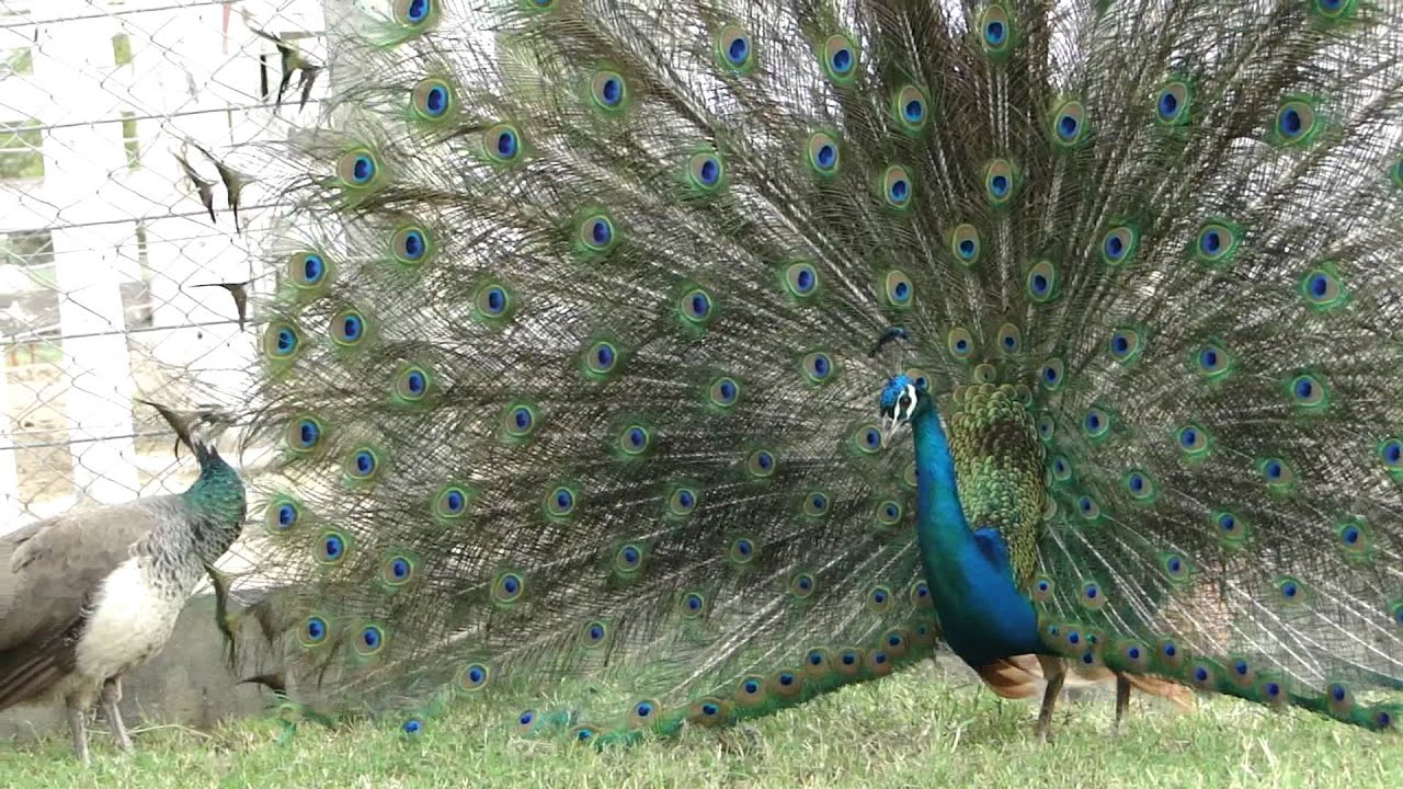 Existe Algum Ritual De Acasalamento Do Pavão