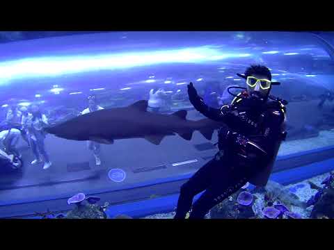 2021/11/12 – Dubai Mall Aquarium Dive