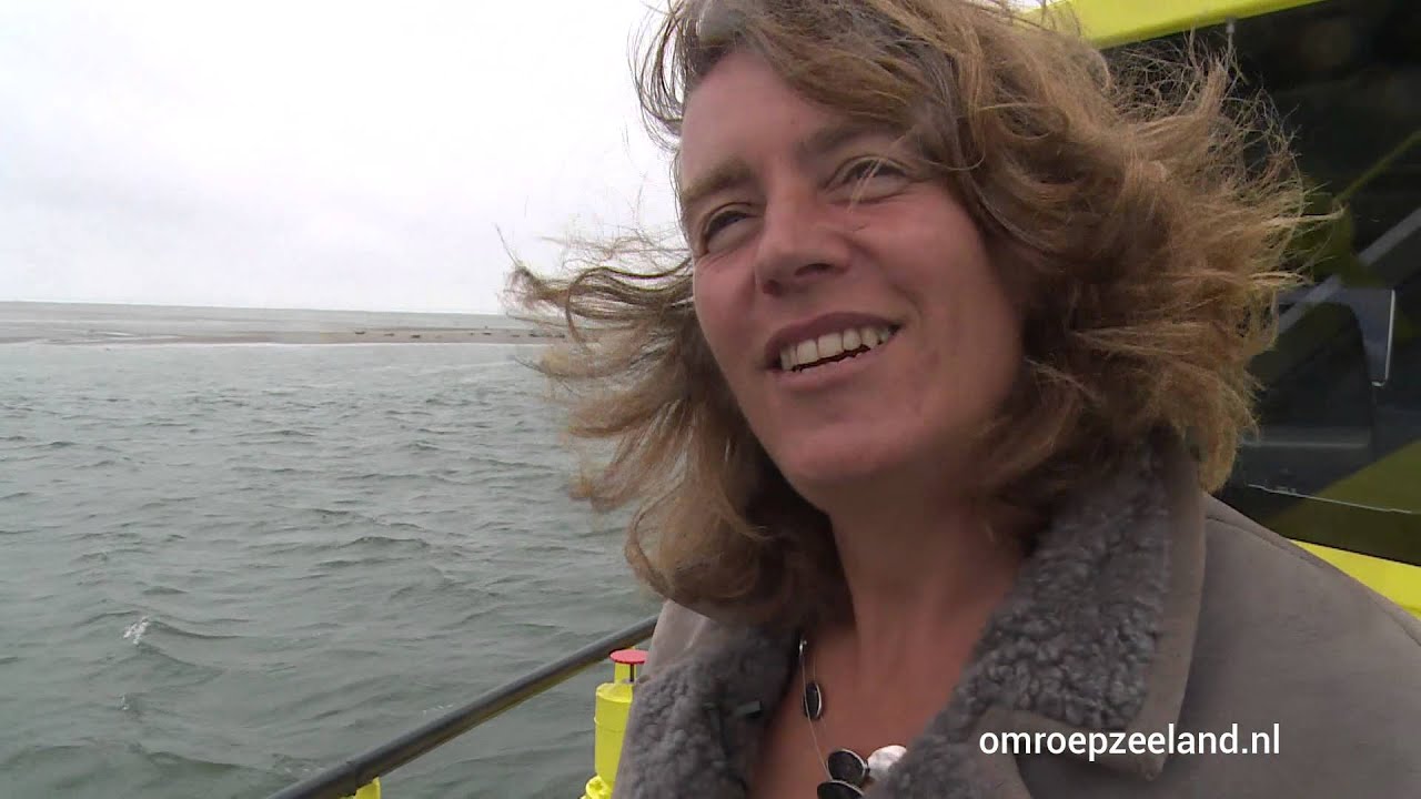 Hoeveel zeehonden zijn er in Zeeland?