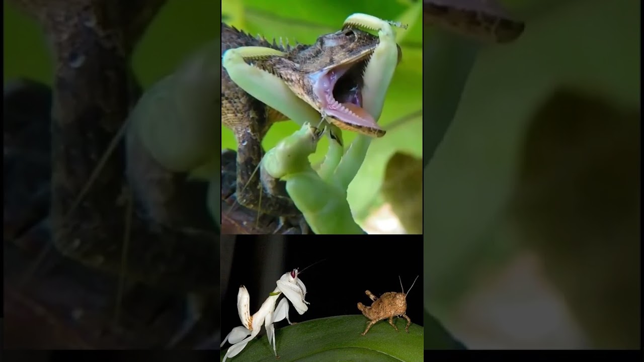 Grasshopper ​​​​Vs Lizard​​ 