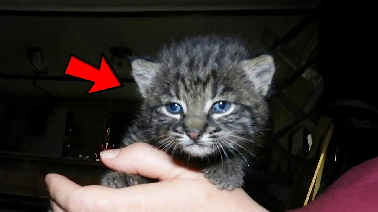 Orphaned Bobcat Meets Another Like Her for the First Time — Her Reaction Will Melt Your Heart