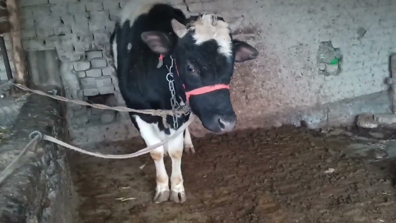 Новос сотилади адрес дехкончилик +998911066414 телеграм ватсап бор