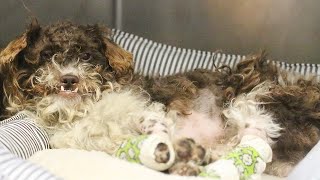 Rescue Dog Otis Gets His Second Chance At Paws