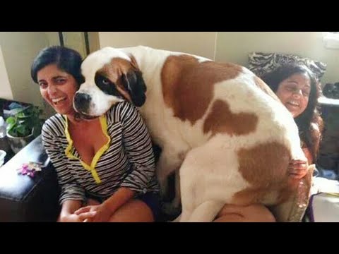 When Your Big Dog Thinks He's a Lap Dog! 🤣 Funny Dog and Human