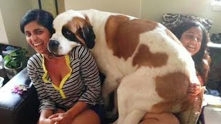 When Your Big Dog Thinks He's a Lap Dog! 🤣 Funny Dog and Human by Cute Pets TV 127,938 views 12 days ago 10 minutes, 22 seconds