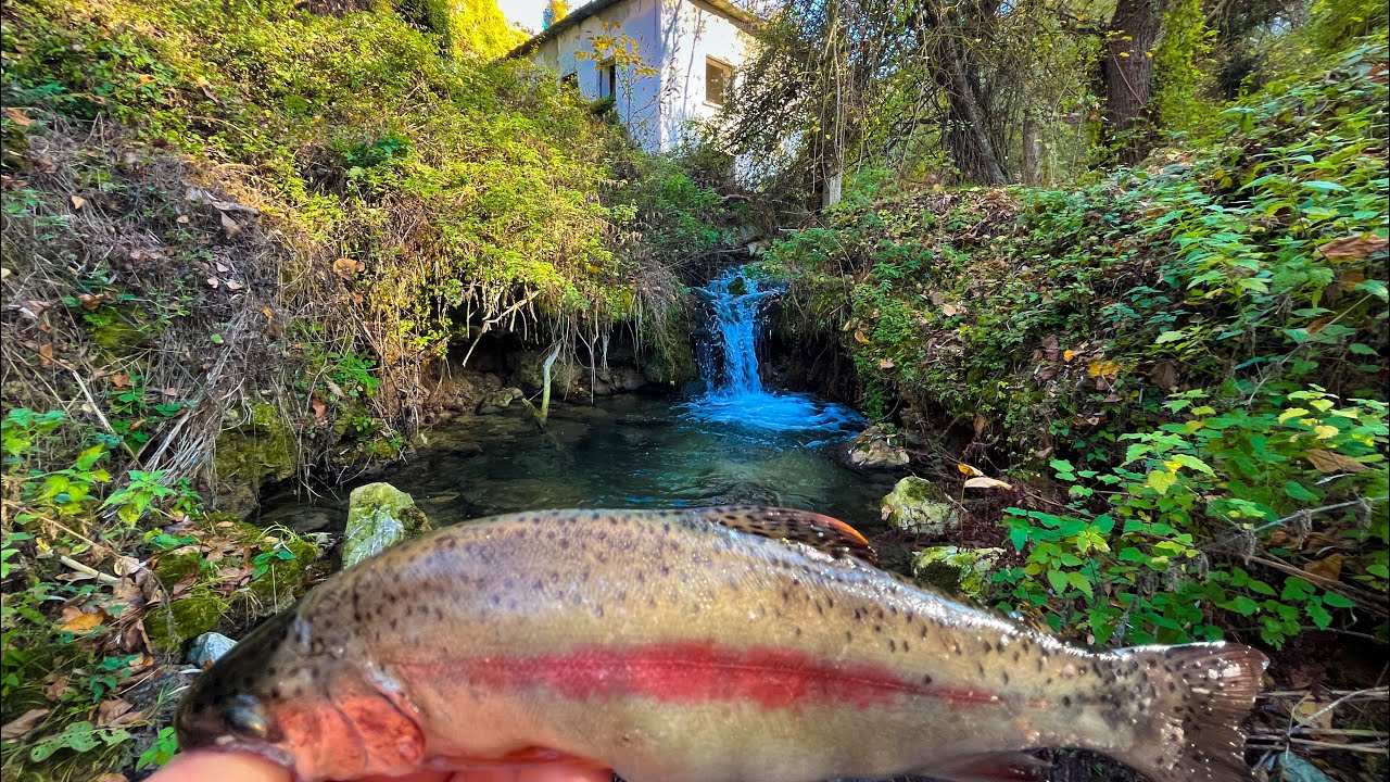 KASTAMONU ALABALIK AVI ..  Derede Döner Kaşık (mepsle) Atçek Gökkuşağı Alabalık Avı Trout Fishing