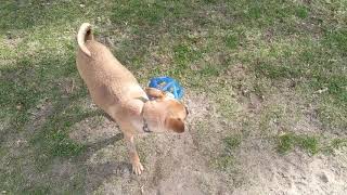 Coco gets tortured trying to get the tennis ball by wasisnt 23 views 3 years ago 46 seconds