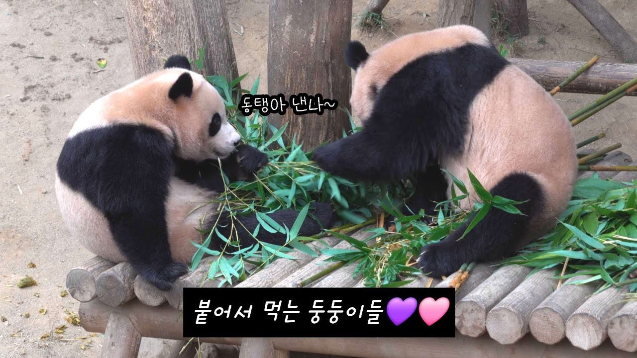 루이바오 후이바오 사이좋은 판다 뺏어먹기는 놀이 중 하나인가봐요🤭