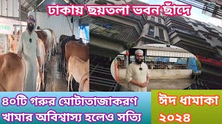 ঢাকায় ছয়তলা ভবন ছাঁদে ৪০টি কোরবানির গরু মোটাতাজাকরণ খামার অবিশ্বাস্য হলো সত্যি cow farming Dhaka