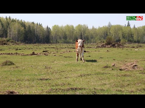 История развития фермерского хозяйства в сибирской глубинке