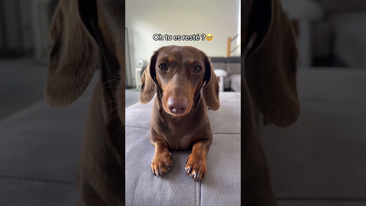 Vous aimez mon manteau ?🥰 #dog #dachshund #chien #puppy #trends