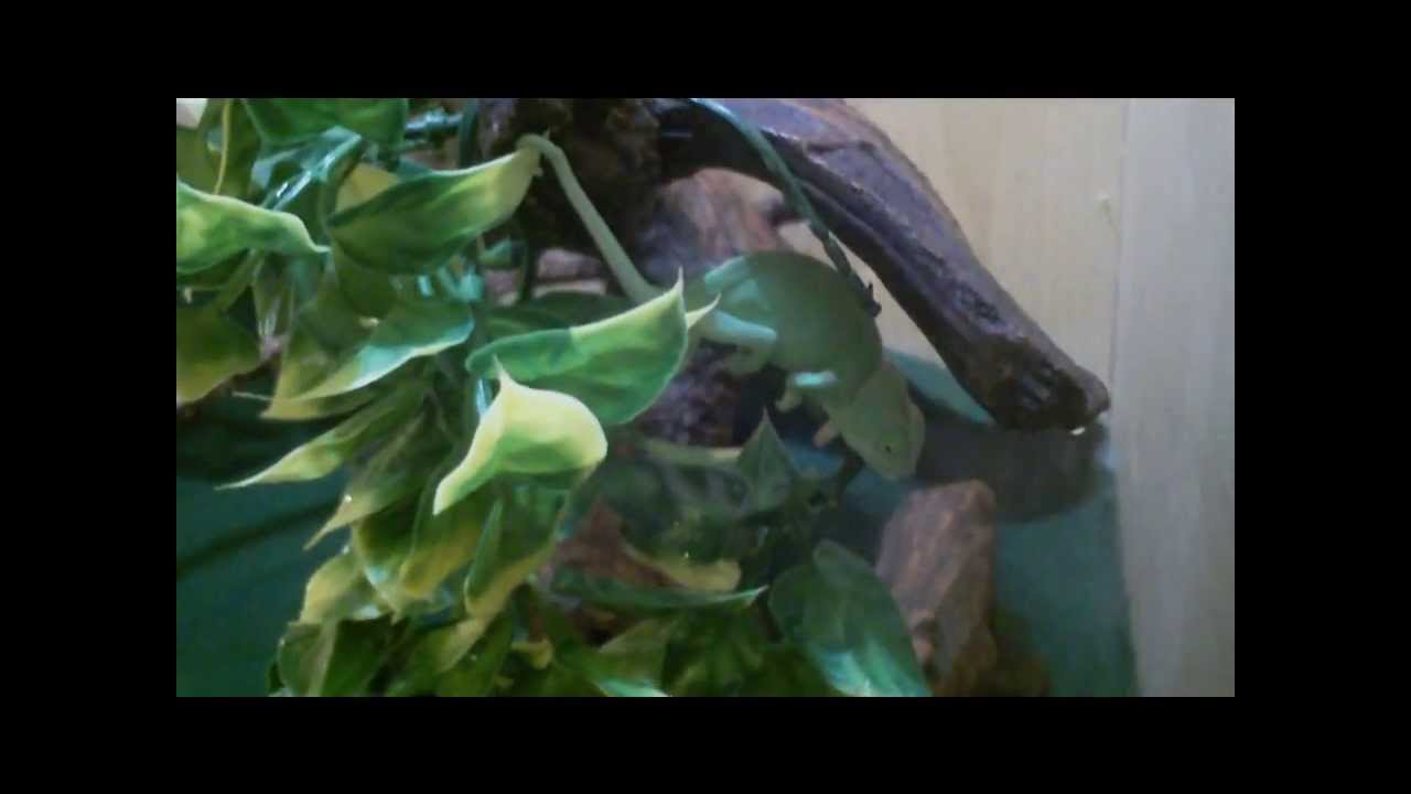 camera iphone 8 plus apk NEW VIELED CHAMELEON!!!