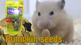 かぼちゃの種をハムスターに与えてみました　Hamster snacks - Pumpkin seeds