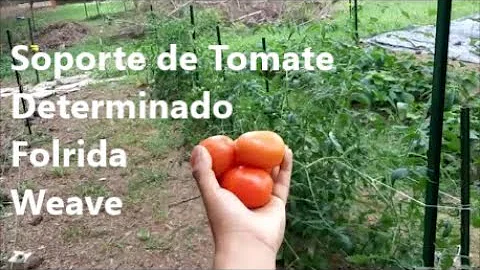 Como é o ciclo do tomate?