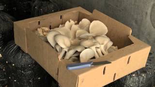 California Home Grown Mushroom Kits