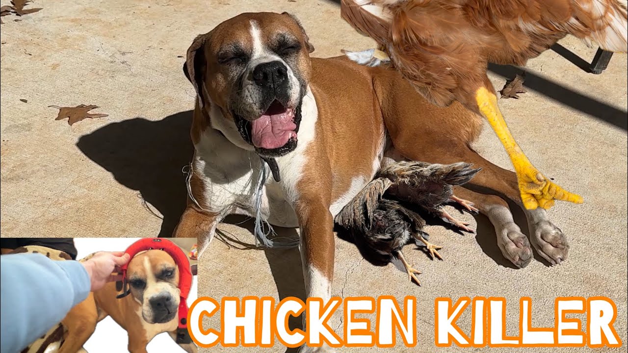 We Have A Serious Problem: another dead chicken! - YouTube