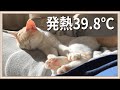 【感動】熱で倒れてたら猫が一日中寄り添ってくれました